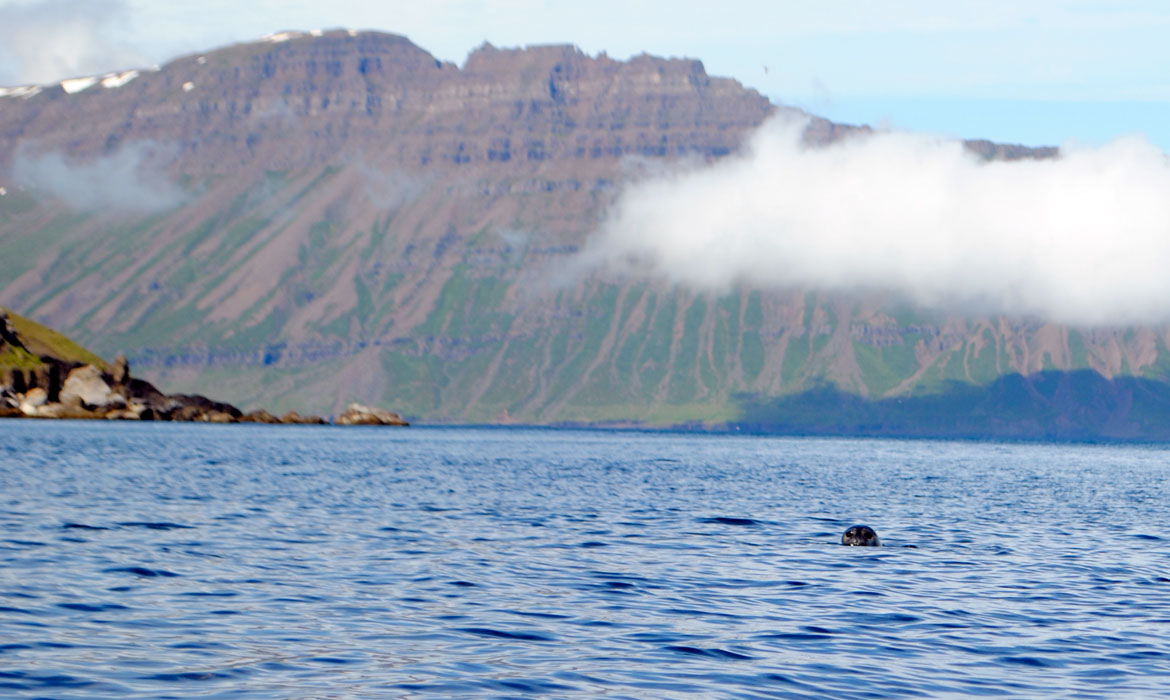 Seal peaking it's head